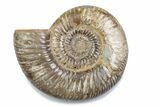 Polished Jurassic Ammonite (Perisphinctes) - Madagascar #378960-1